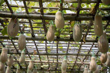 进口南瓜品种种植基地