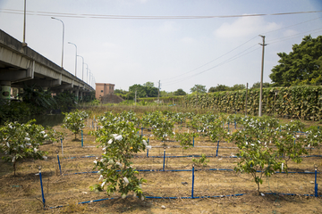 番石榴种植基地