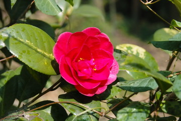 山茶花