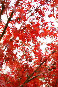 红色枫叶
