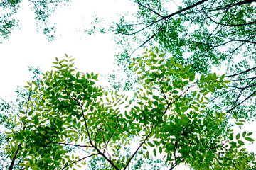 夏日绿叶背景壁纸