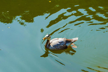 一只双蹼后蹬游走的野鸭
