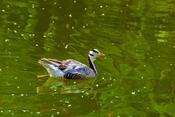 一只双蹼交换划水的野鸭
