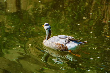 一只水面上的向远处游去的野鸭