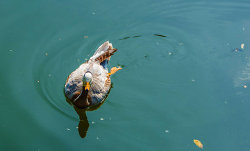 一只游水游过来的野鸭