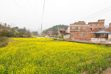 广西上林油菜花田