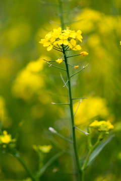 油菜花