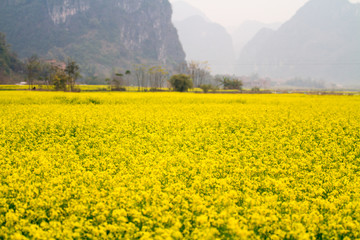 油菜花