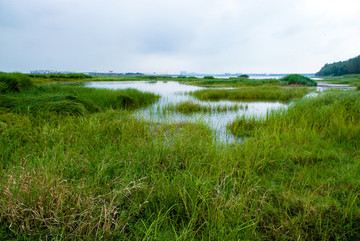 原生态湿地