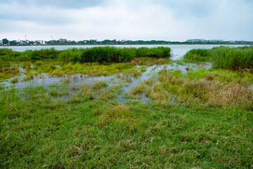 府河旁的湿地