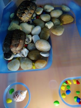 乌龟金线龟中华草龟