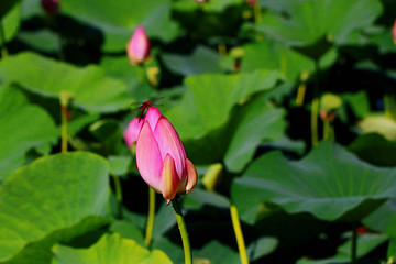 荷花