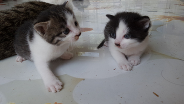 猫趣图