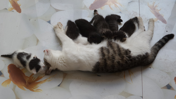 猫趣图