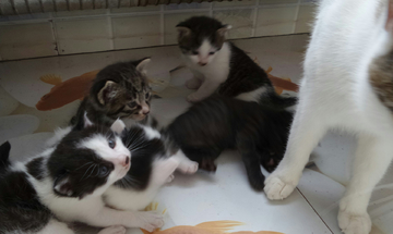 猫趣图