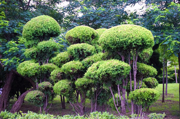 园林植物造型造景