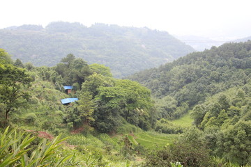 林间土鸡养殖场