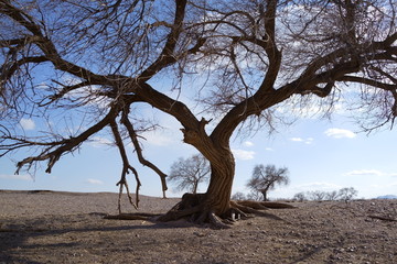 勃隆克沙漠的榆树