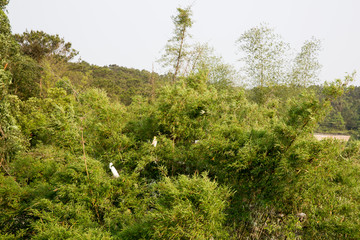 白鹭繁殖筑巢地