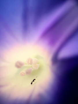 花朵里的蚂蚁