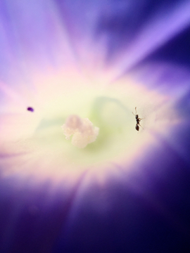 花朵里的蚂蚁