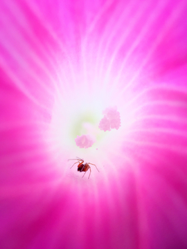 花朵里的蜘蛛