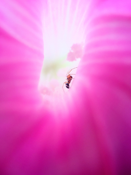 花朵里的蜘蛛