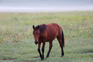 草原上的枣红马