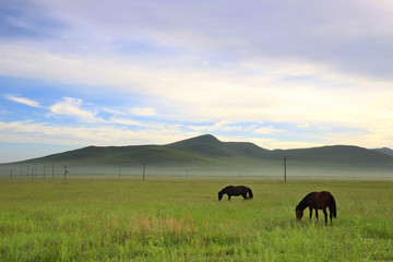 草原上的蒙古马马匹