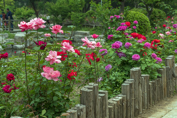 唯美月季花