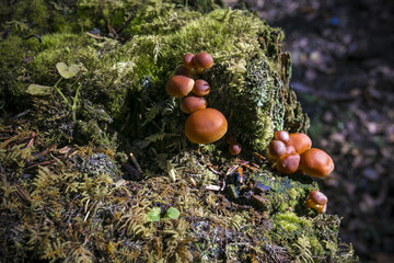雨崩村的野生蘑菇