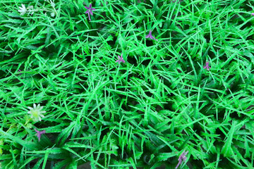 植物墙