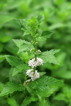 薄荷