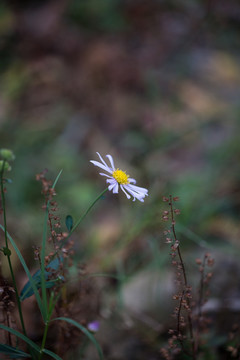 野菊花