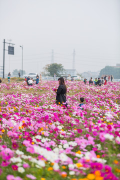 格桑花