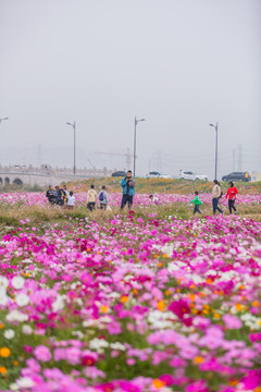 格桑花