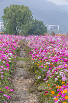 格桑花