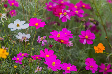 格桑花