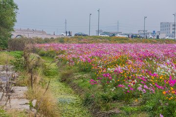 格桑花