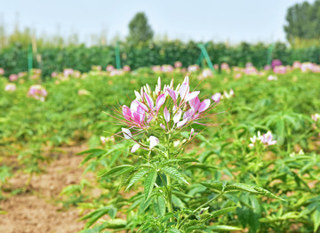 凤蝶草花