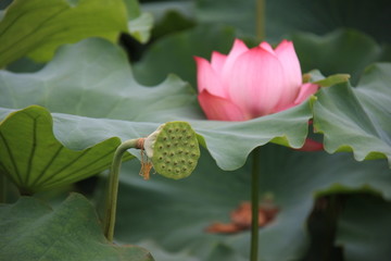 绽放的荷花