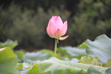 衡阳南湖的荷花