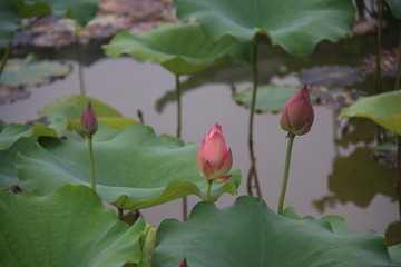 荷花的花苞