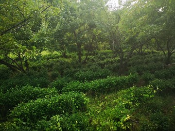 生态茶园