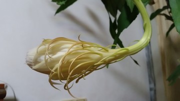 昙花开放过程