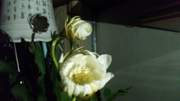 昙花开放过程
