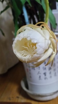 昙花开放过程