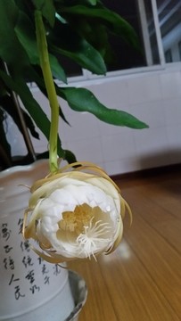 昙花开放过程