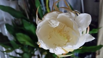 昙花开放过程