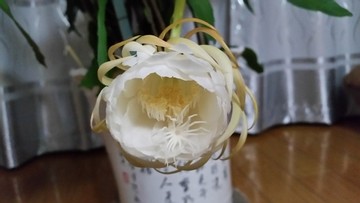 昙花开放过程